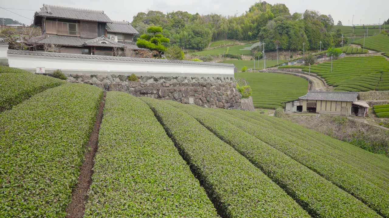 日本京都的茶园视频下载