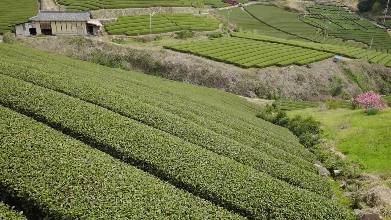 日本京都的茶园视频下载