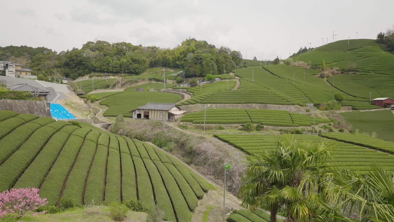 日本京都的茶园视频素材