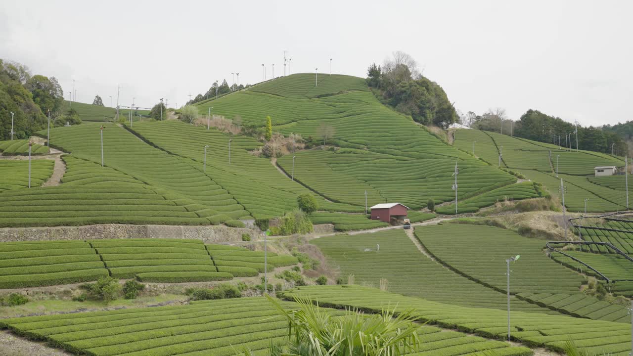 日本京都的茶园视频下载