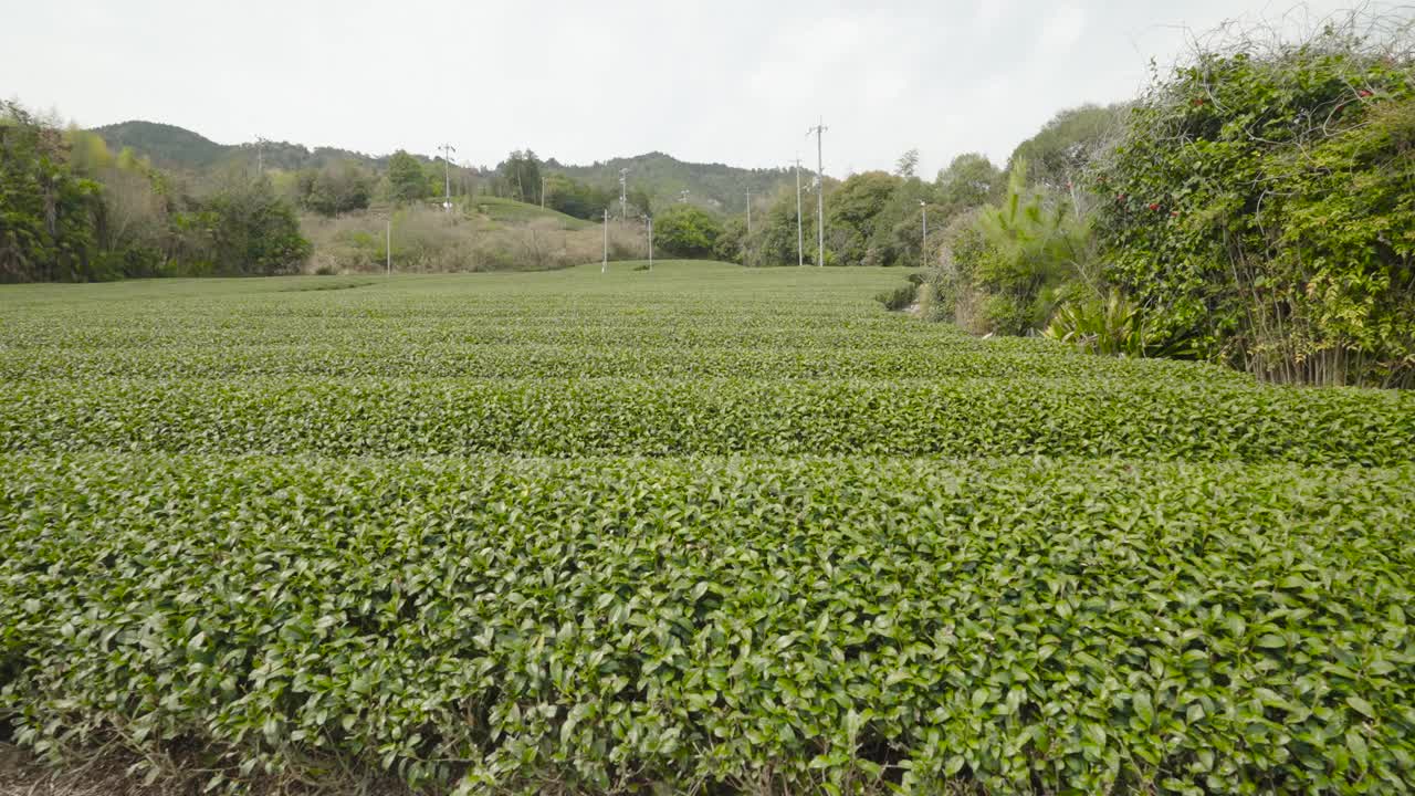 日本京都的茶园视频下载