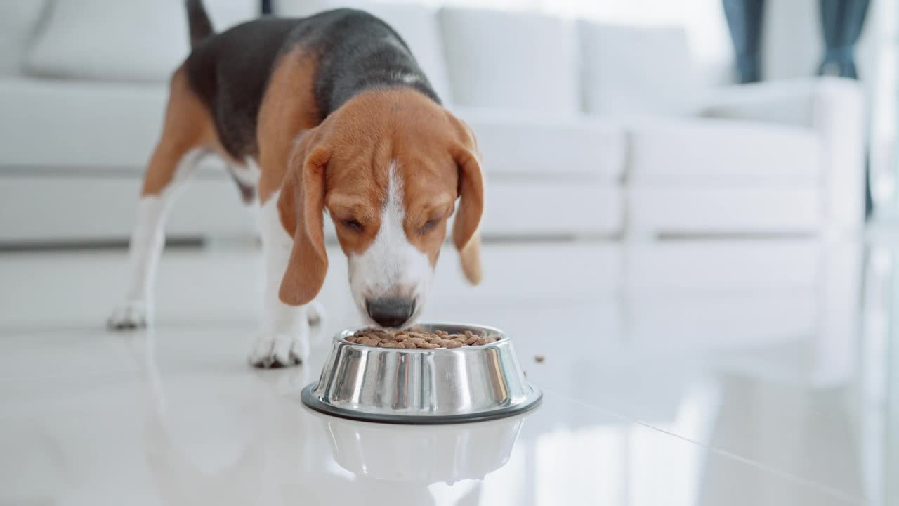 一只可爱的小猎犬小狗在房子地板上的碗里吃东西。萌宠概念视频素材