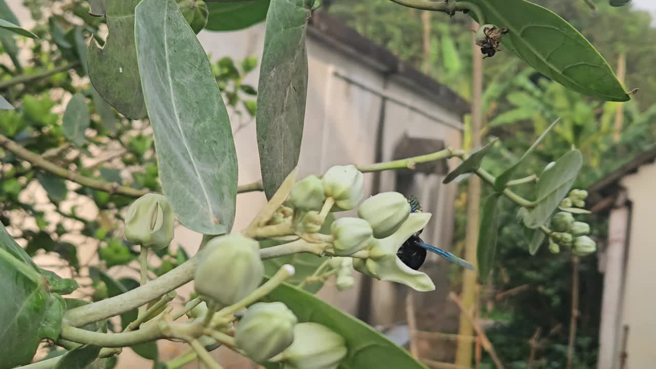 紫木蜂(Xylocopa violacea)在花上视频素材