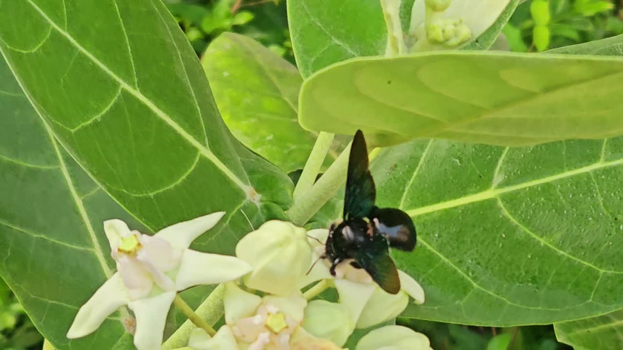 紫木蜂(Xylocopa violacea)在花上视频素材