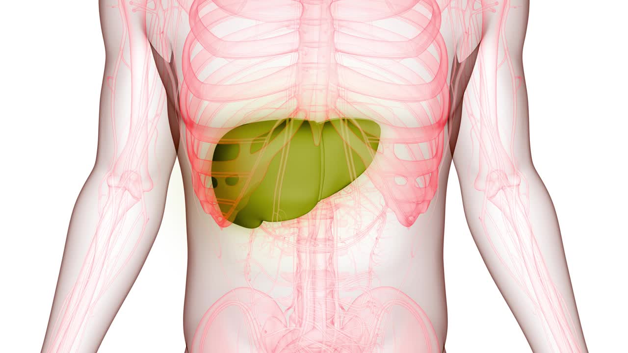 人体内部消化器官肝脏解剖动画概念视频素材