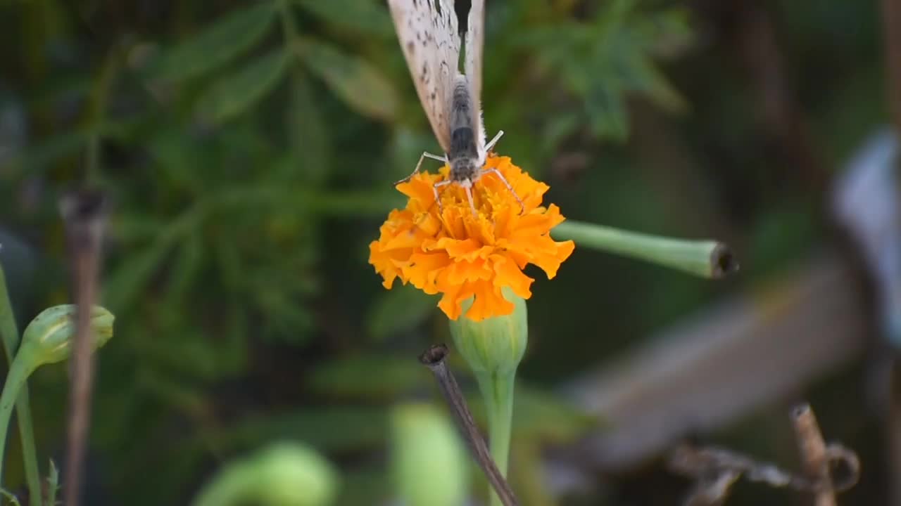 一只蝴蝶在万寿菊花上慢动作视频素材