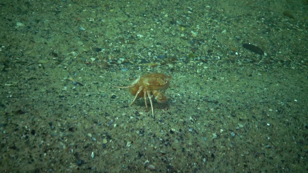 黑海的动物群。乌克兰。游蟹(Macropipus holsatus)，雌性视频素材