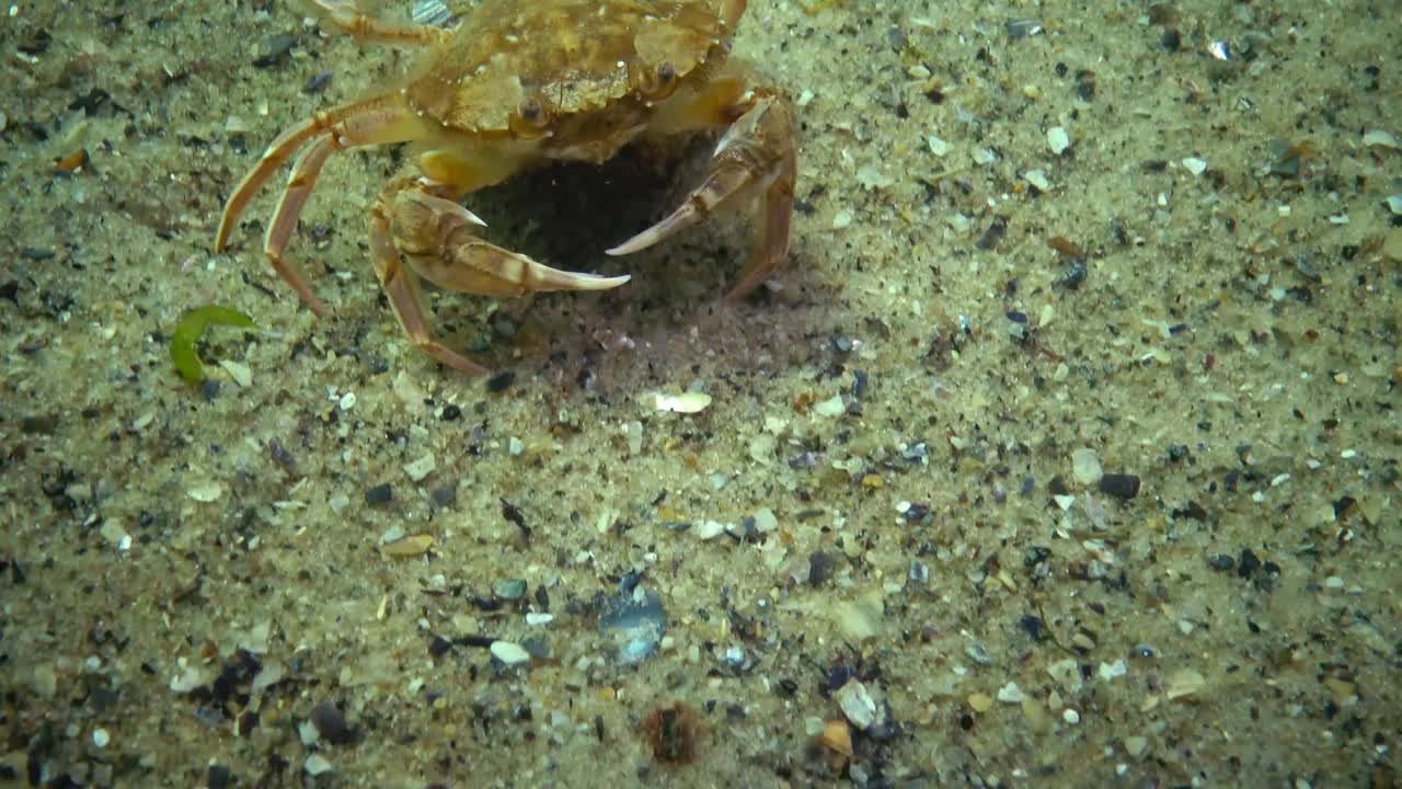 黑海的动物群。乌克兰。游蟹(Macropipus holsatus)，雌性视频素材