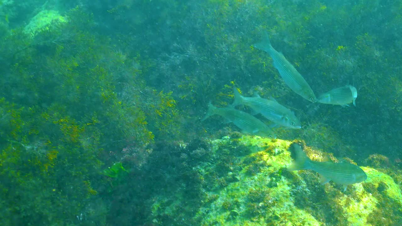 黑海，一群平头鲻鱼(Mugil cephalus)在岩石周围游来游去寻找食物视频素材