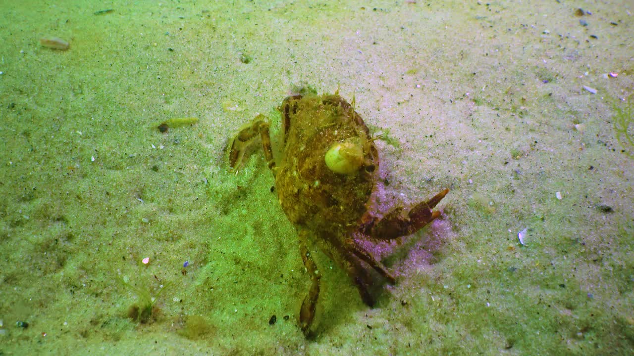 Ð¡rab (Liocarcinus holsatus),龟头已经成长为一只螃蟹的壳不是老沙在黑海视频素材