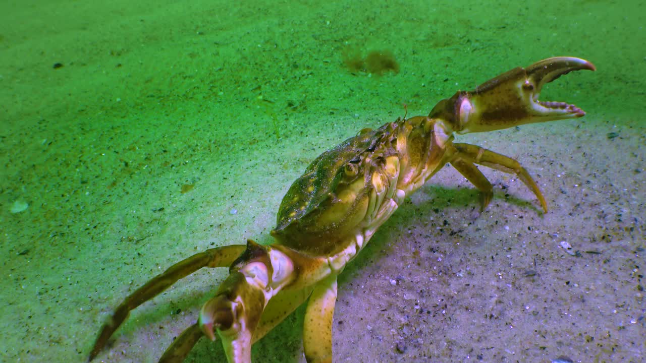 雄性绿蟹(Carcinus maenas)，大型草蟹，入侵种视频素材