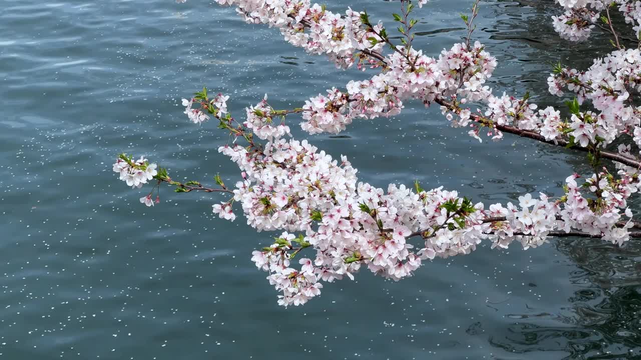 樱花在水面上荡漾，像一个宁静的春日，暗示着宁静视频素材