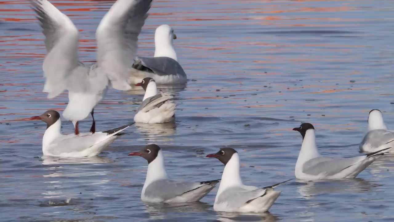 海鸥在奥拉约基视频素材