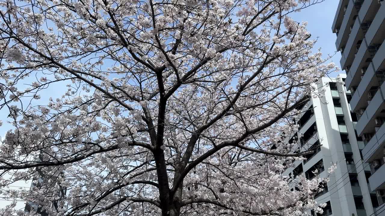 樱花盛开，以现代建筑为背景，晴空万里视频素材