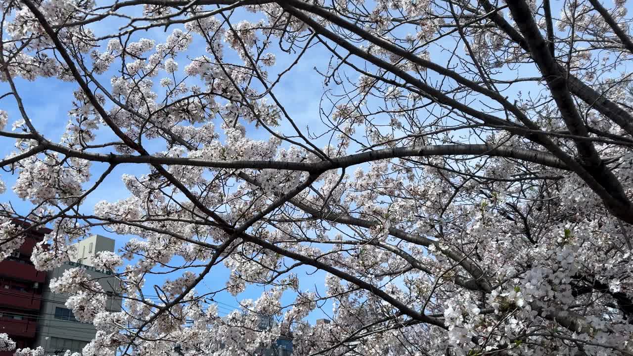 樱花盛开，天空湛蓝，树枝交错，建筑在背景中视频素材