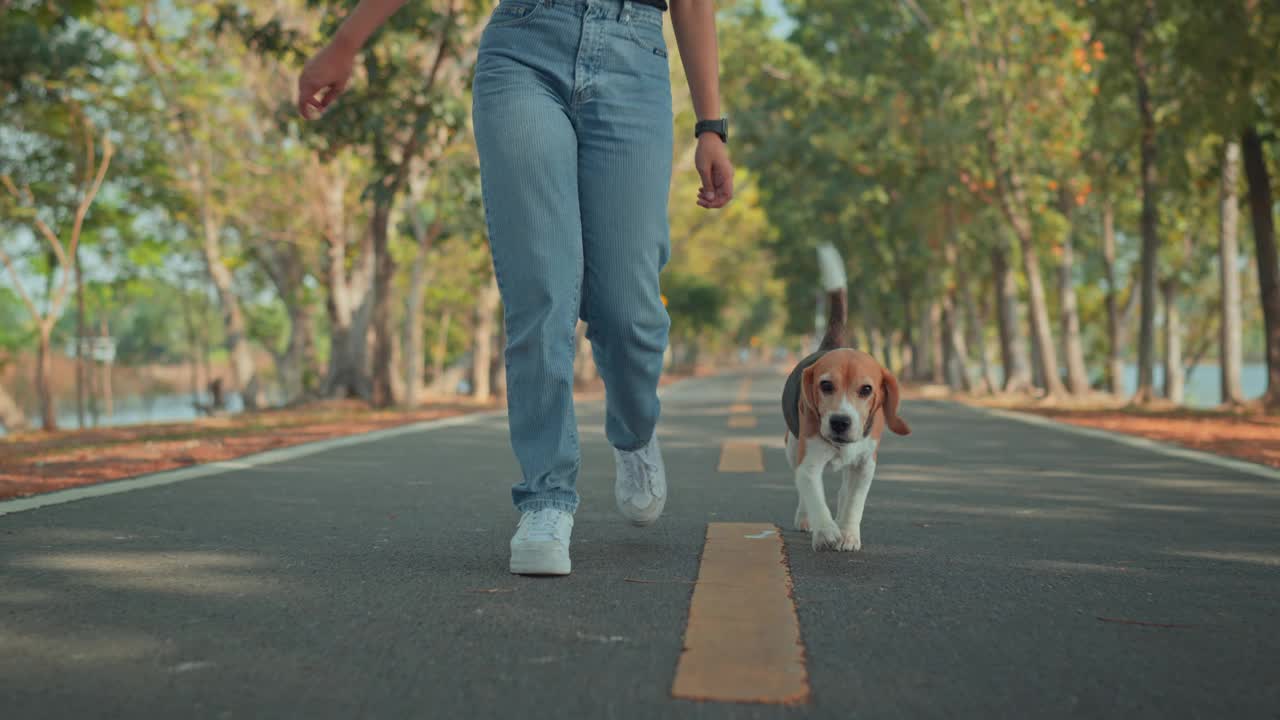 早上和女主人在公园散步的快乐的小猎犬，人类和宠物之间的友谊视频素材