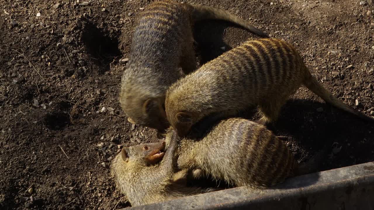 一只棕色狐猴的特写视频素材