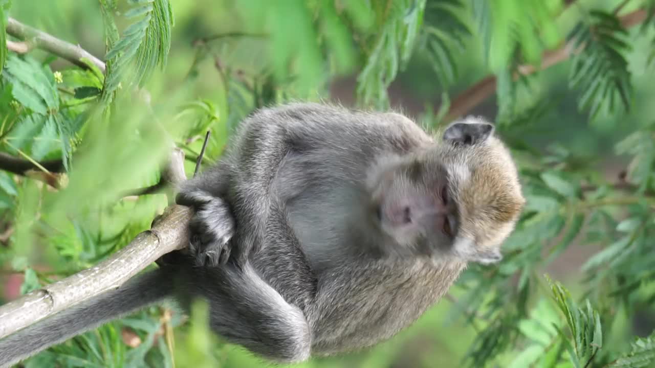 在树上的Macaca fascicularis (Monyet kra, kera ekor panjang, Monyet ekor panjang，长尾猕猴，Monyet pemakan kepiting，食蟹猴)。视频素材