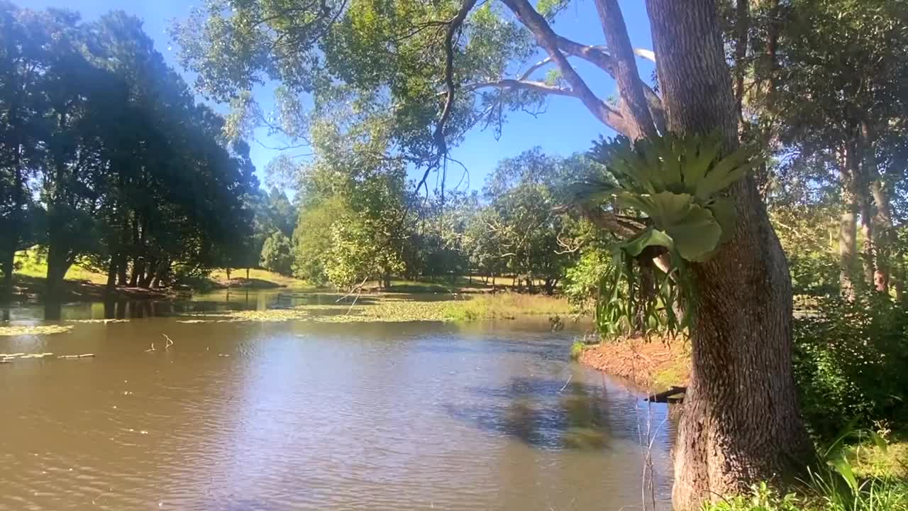 绿树成荫的河床视频下载