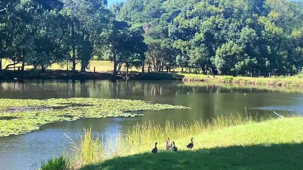 鸭子在飞翔视频下载