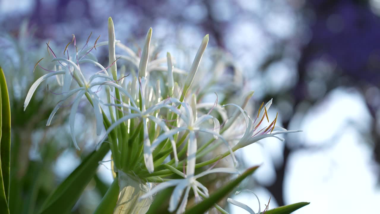 随季节而开的花视频下载