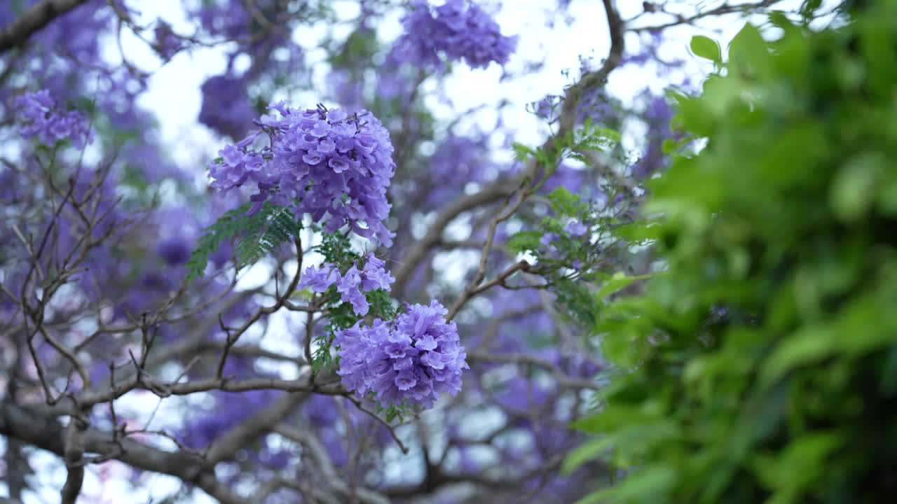 随季节而开的花视频下载