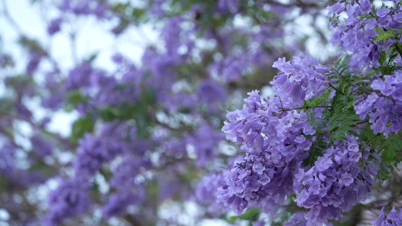 随季节而开的花视频素材