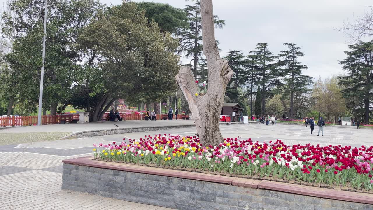 现在是伊斯坦布尔的郁金香季节。郁金香节在四月和春天的埃米尔林举行。视频下载