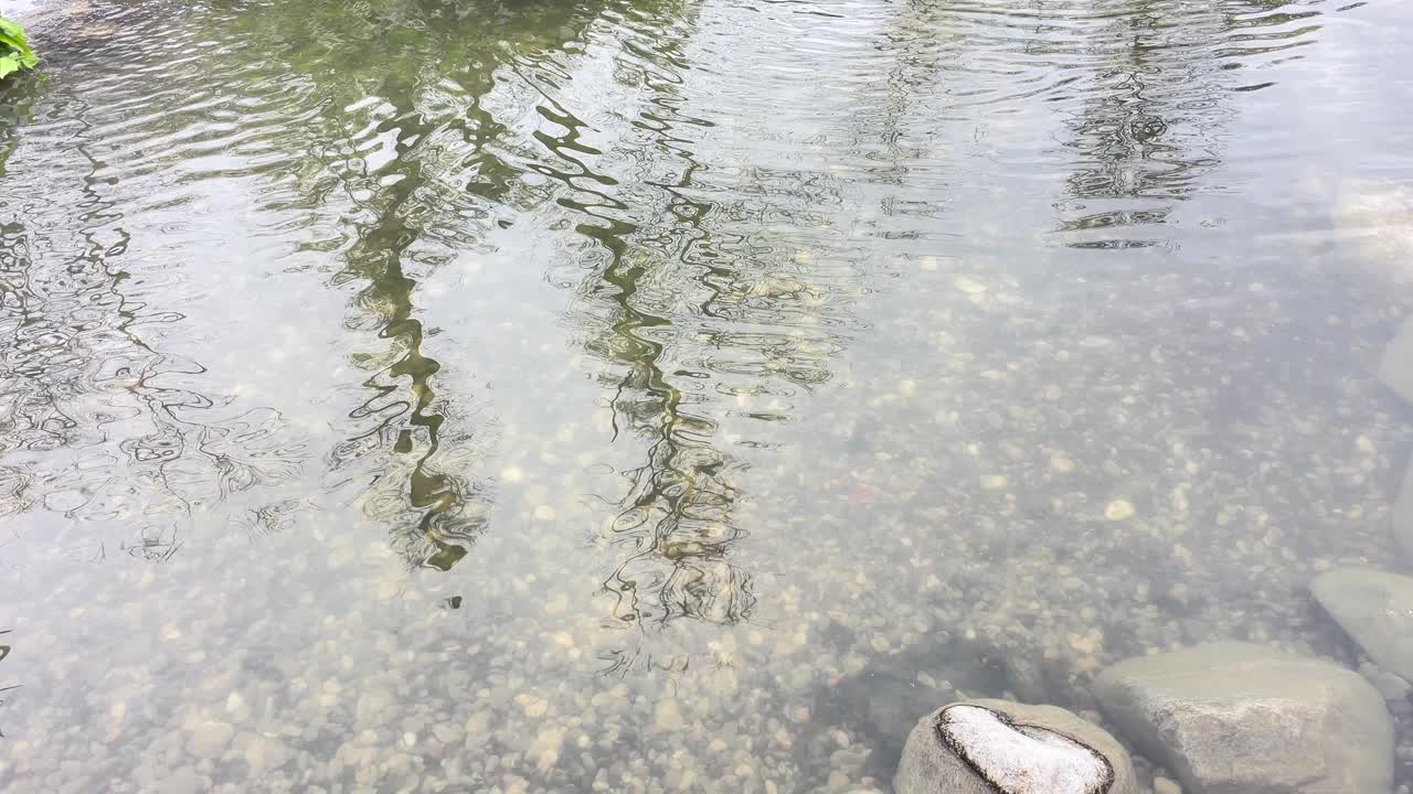 现在是伊斯坦布尔的郁金香季节。郁金香节在四月和春天的埃米尔林举行。视频下载