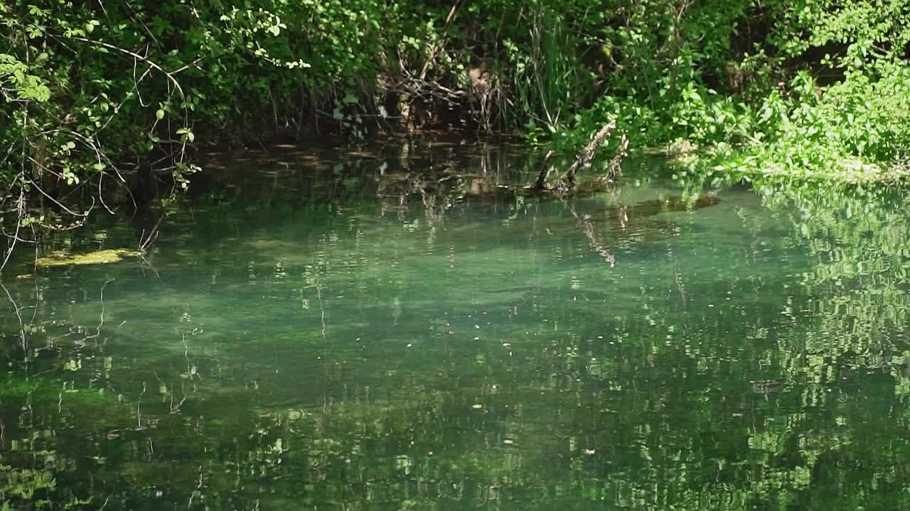 在自然保护区的树林里，碧绿的湖水荡漾视频素材