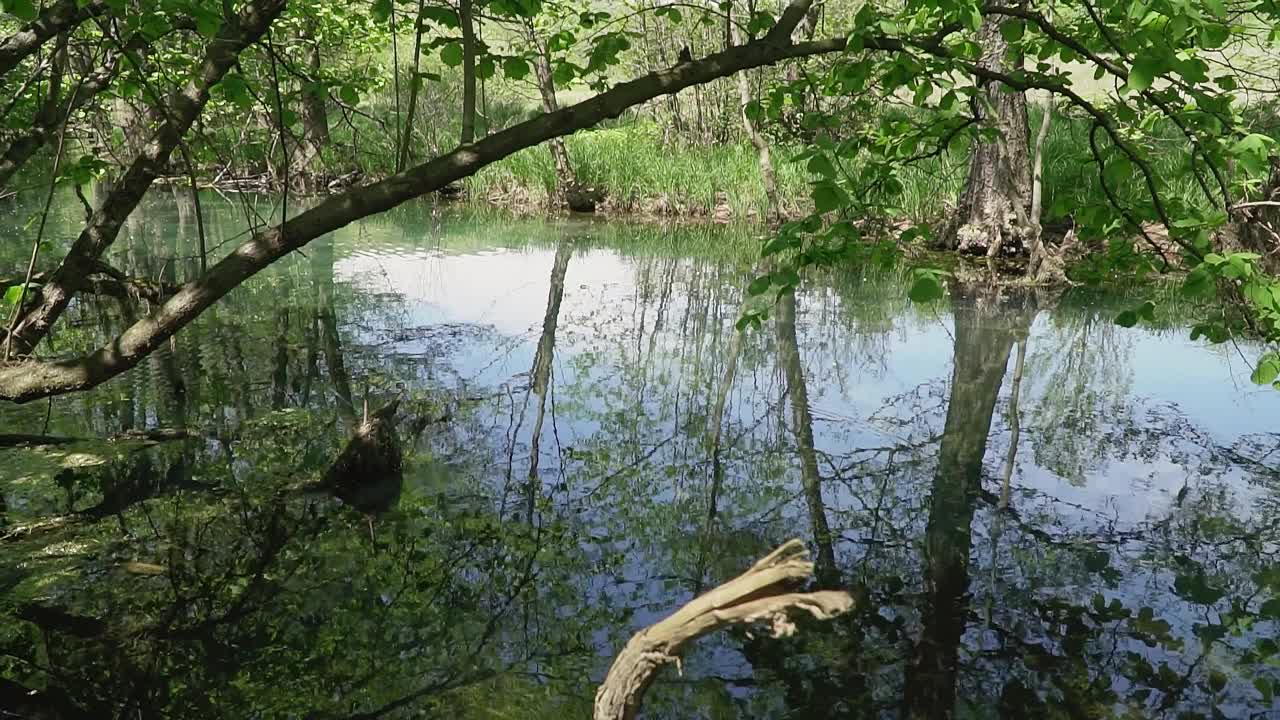 树长在湖岸，绿叶随风飘动视频素材