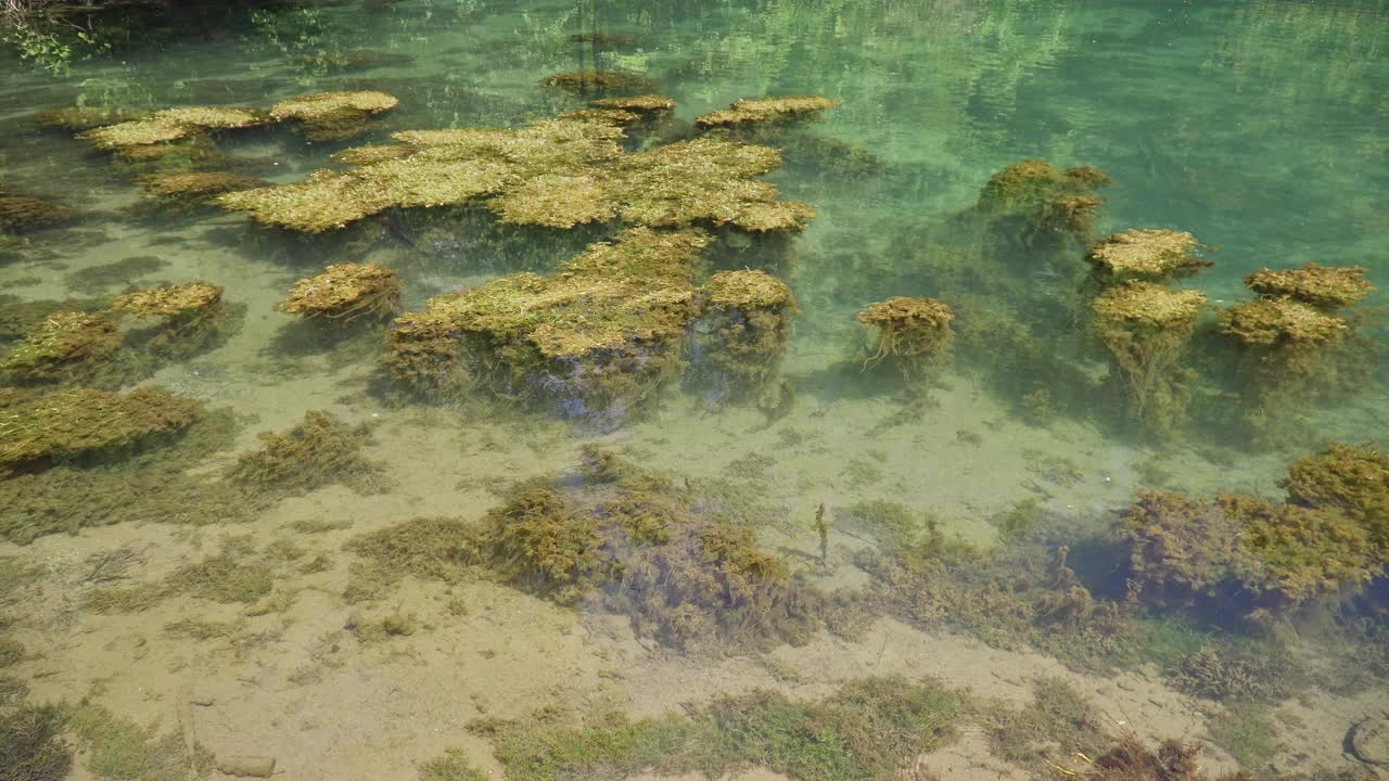 美丽清澈的湖水充满了水生植物视频素材