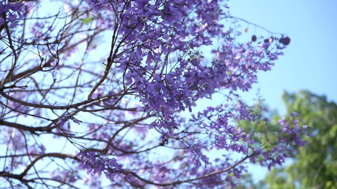 随季节而开的花视频素材