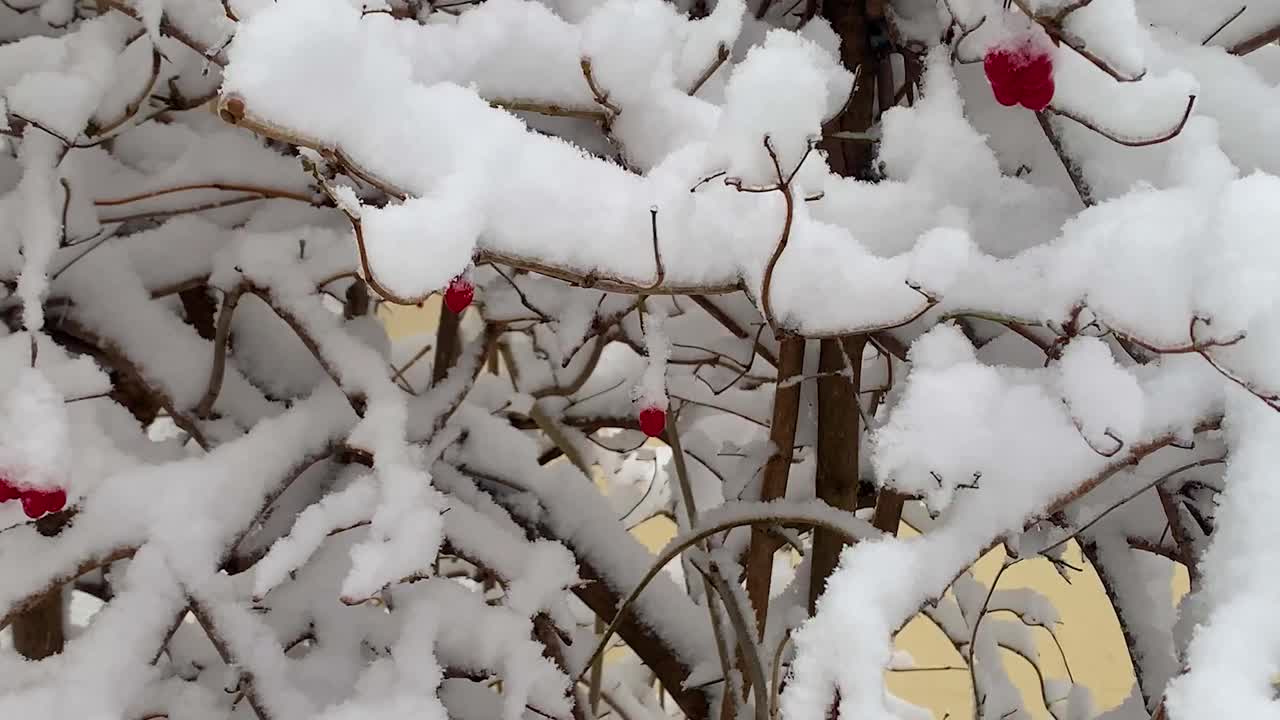 4 k的视频。雪中的维本草。视频下载