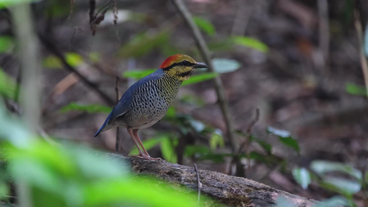 面朝右栖息在一根原木上，然后跳向右边。泰国，Blue Pitta Hydrornis cyaneus视频素材