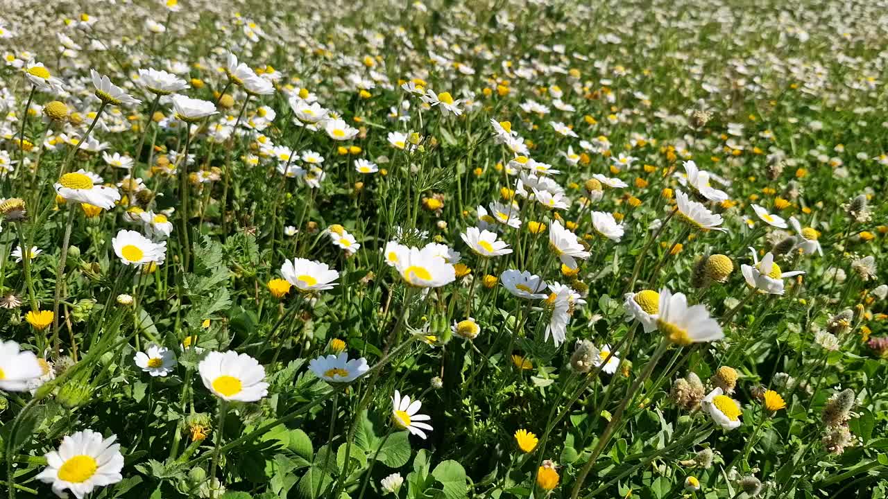 雏菊在风中摇曳视频素材