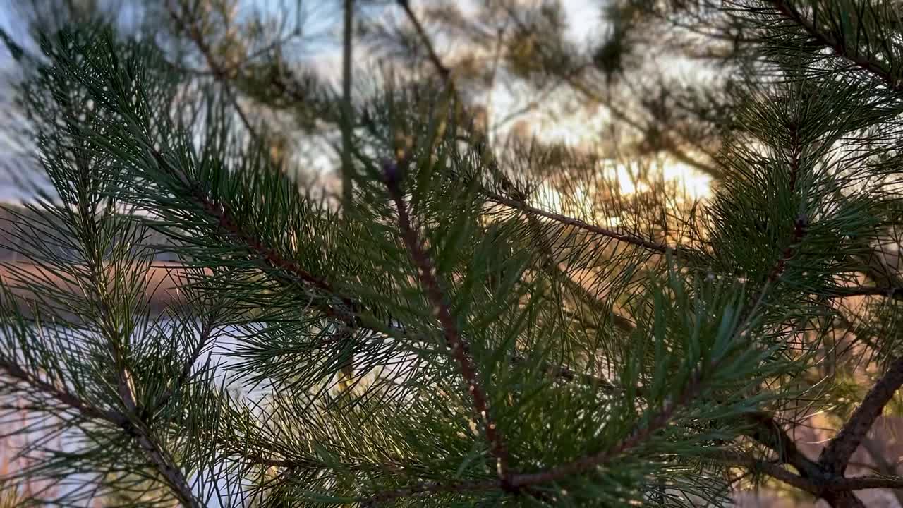 美丽的阳光景观镜头。阳光明媚的一天在松林模糊的背景视频素材