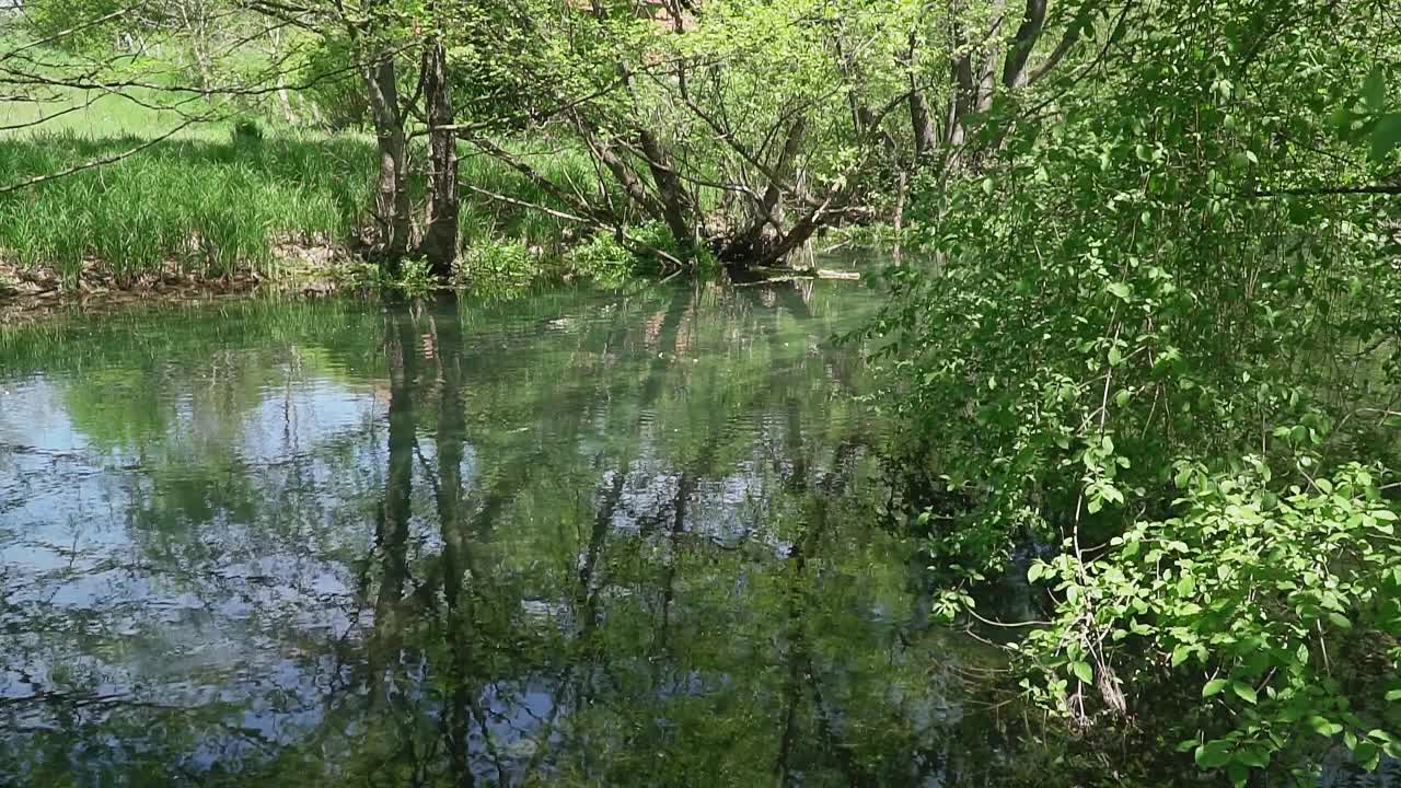 树长在湖岸，绿叶随风飘动视频素材