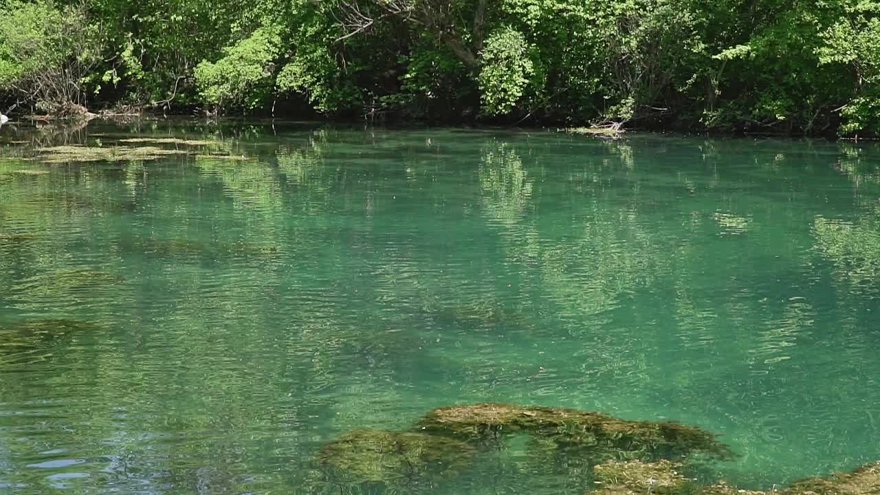 碧绿的湖水在自然保护区的树林里轻轻荡漾视频素材