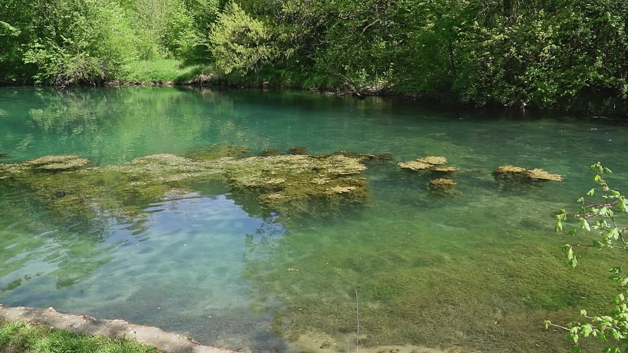 一片水生植物漂浮在清澈碧绿的湖面上视频素材