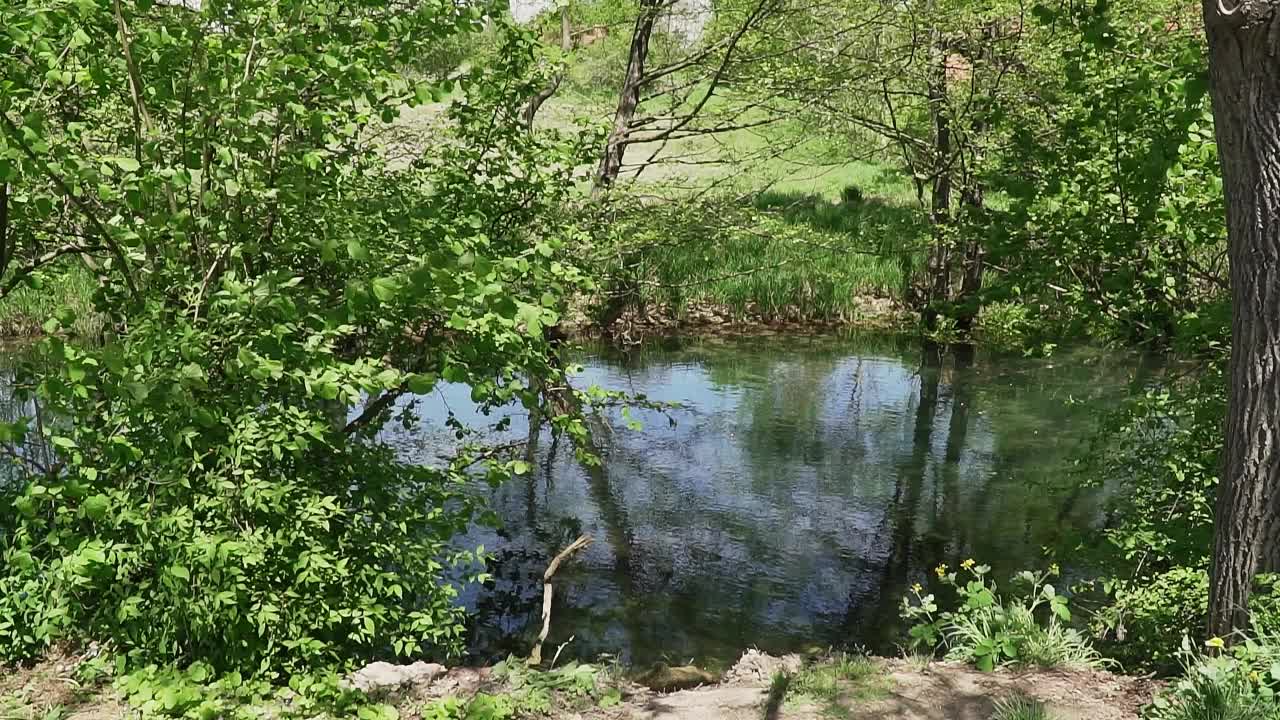 树长在湖岸，绿叶随风飘动视频素材