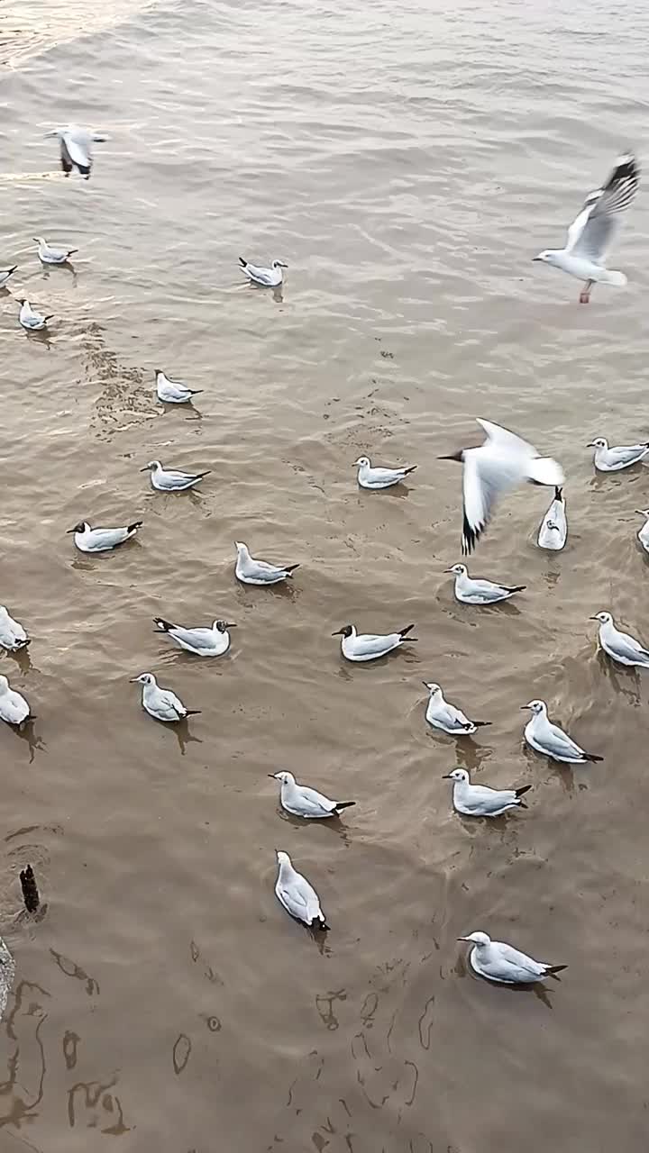 迁徙的海鸥在泰国黄昏的天空中漂浮在海上视频下载