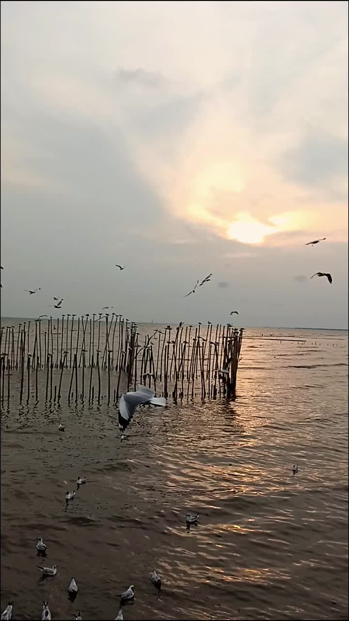 候鸟在黄昏的天空中飞过地平线，从蒙古飞到泰国视频下载