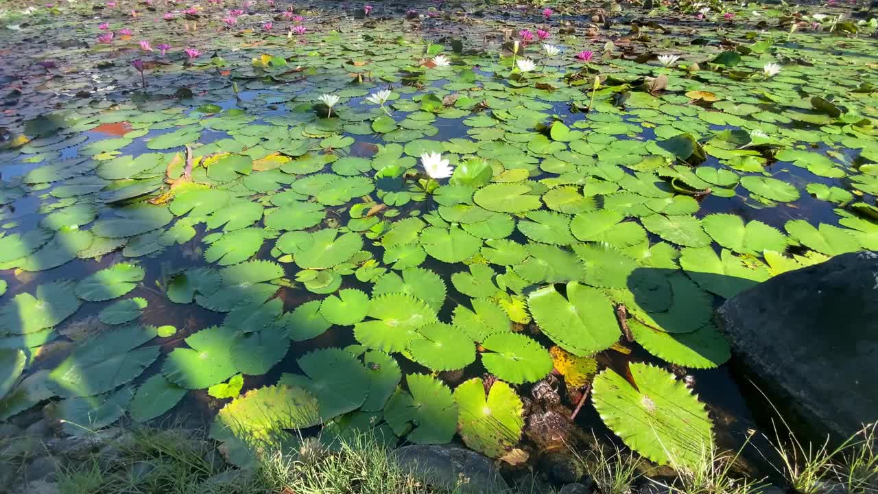 池塘里的荷花视频下载