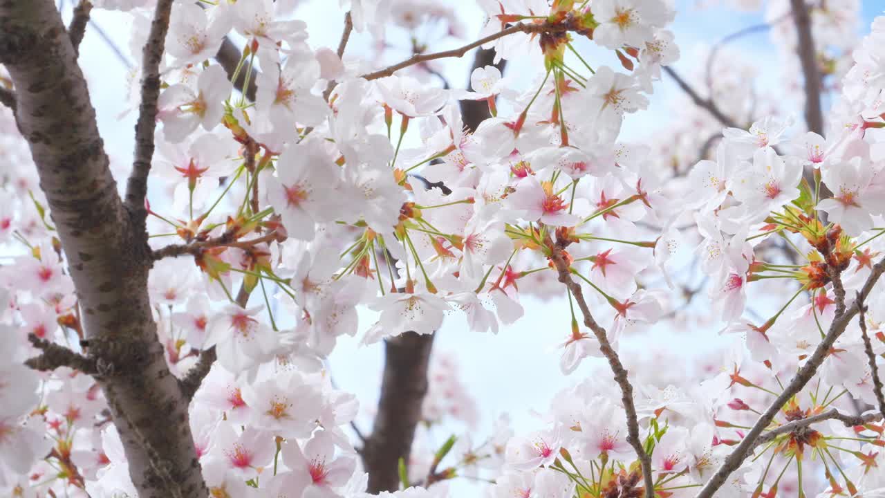 春天樱花盛开，阳光明媚视频素材