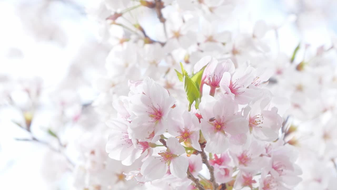 春天樱花盛开，阳光明媚视频素材