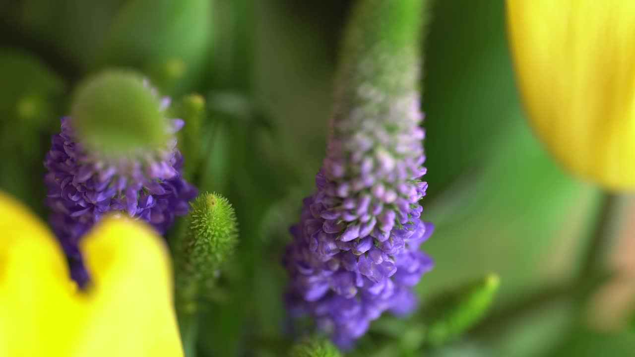 微距拍摄黄色郁金香花束和维罗妮卡花。盛开的黄色郁金香花旋转，近看。视频素材