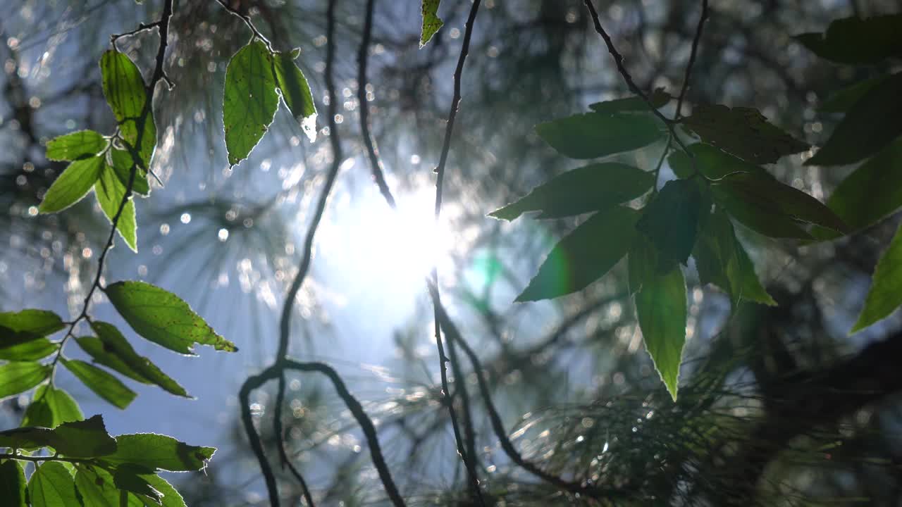 白天，阳光透过松树的叶子和细枝视频素材