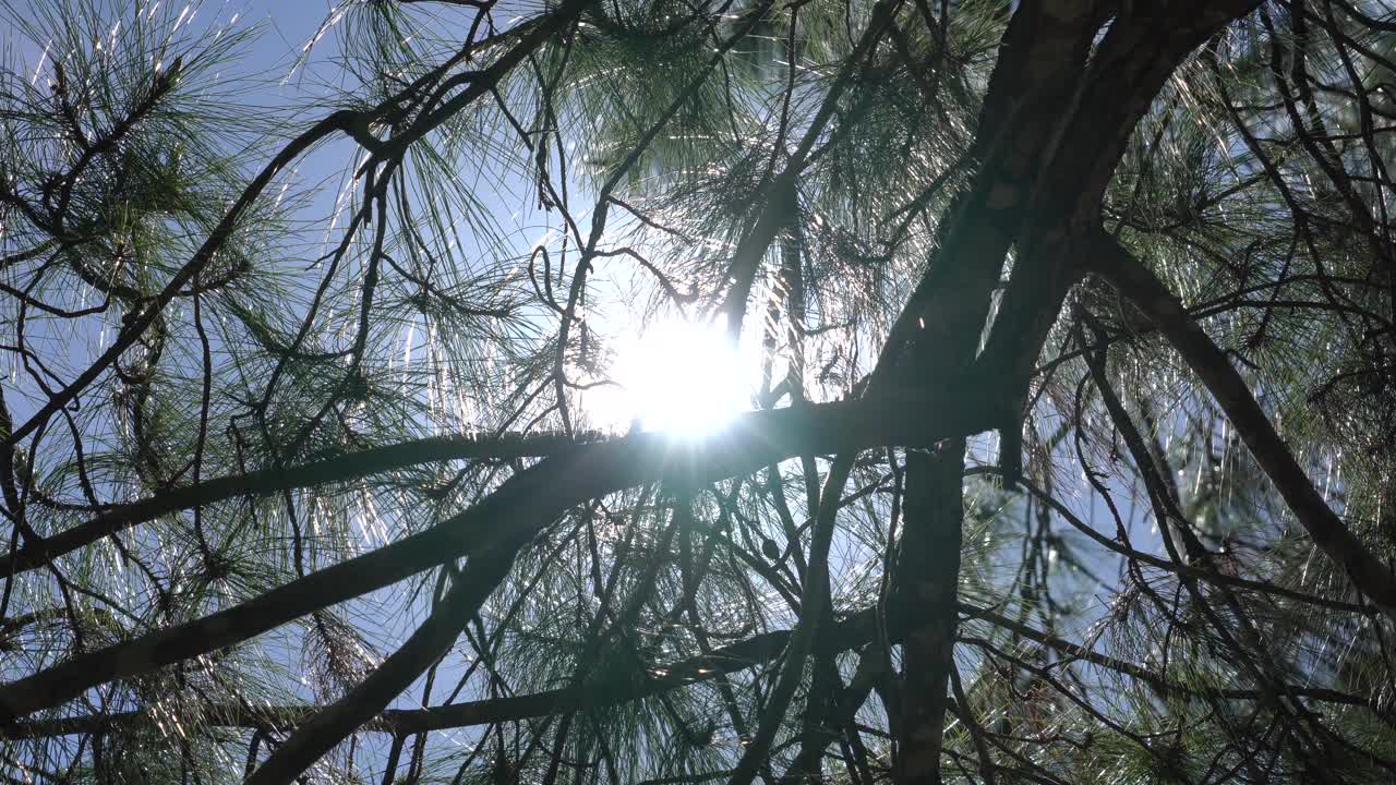 白天，阳光透过松树的叶子和细枝视频下载