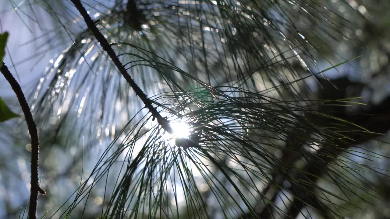 白天，阳光透过松树的叶子和细枝视频素材